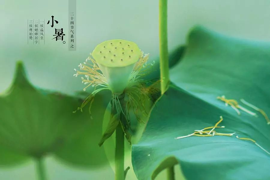 倏忽溫風至，因循小暑來!